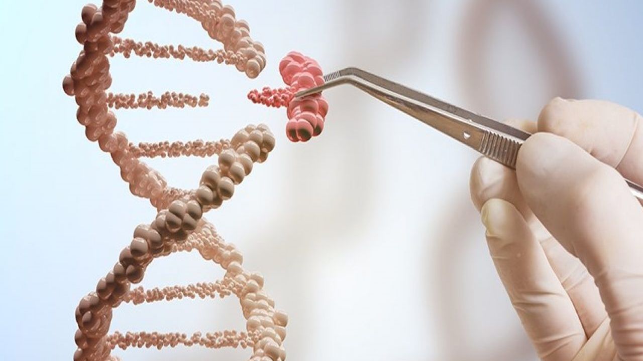Gen düzenleyici DNA'nın evrimi, evrilebilirliği ve mühendisliği